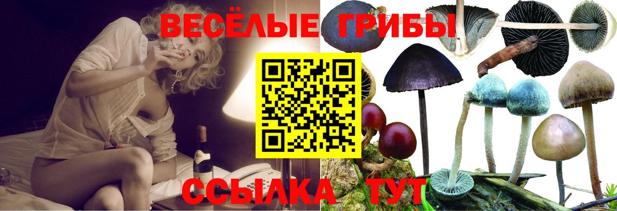 Галлюциногенные грибы Psilocybe  Вход с VPN  Усть-Джегута 